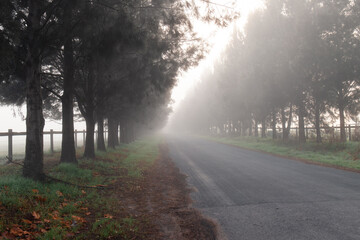 Wall Mural - foggy morning on the road with line of trees