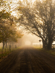 Wall Mural - foggy winter morning with dry tree on the road.