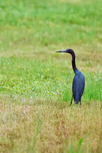Little Blue Heron In The Grass