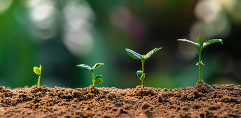 Wall Mural - plant growth in farm with green leaf background. agriculture plant seeding growing step concept