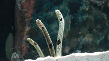 Spotted Garden Eels Coming Out From / Hiding Into The Sand Burrow. Closeup Shot Of Heteroconger Hassi. 4K