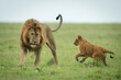Cub playing with male lion on grass