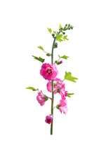 Close Up Hollyhock Flowers Blooming Or Pink Alcea Rosea With  Bud And Long Stem , Green Leaf Isolated On White Background , Clipping Path