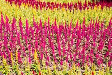 Wall Mural - cockscomb flower (celosia cristata).