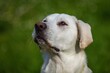 © Lioneska - Close up portrait of a white mongrel dog with brown eyes looking up. Sunny day in a park. Green grass in the background.
