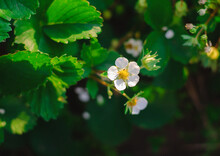 Flowers Of Strawberry In The Garden