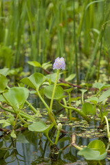 Sticker - Vertical shot of eichornia water hyacinth  in a pond