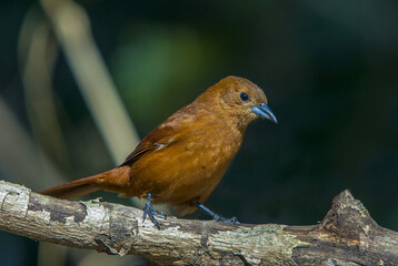 Poster - Closeup of a rufous antpitta perching a tree branch