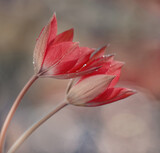 Fototapeta Tulipany - Czerwone tulipany wiosenne kwiaty
