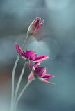 Fototapeta Tulipany - Tulipani rosa, fiori di primavera