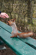 Squirrel Reaches For The Nut In The Man's Hands On A Park Bench. Red Squirrel Stands On Its Hind Legs.