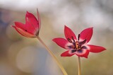 Fototapeta Kwiaty - Kwiaty Tulipany botaniczne 