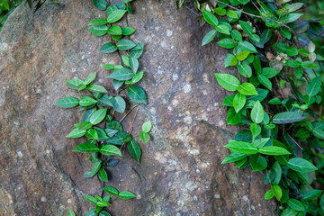 photo of plants growing on rocks
