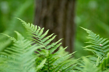 Wall Mural - green leaves of ferns against the background of green nature