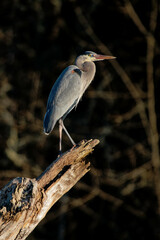 Wall Mural - Vertical shot of a Great blue heron perched on a snapped tree