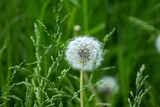 Fototapeta Dmuchawce - white dandelions on a background of green nature