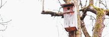 Birdhouse On The Tree In Early Spring Or Autumn, Birds And Nature.