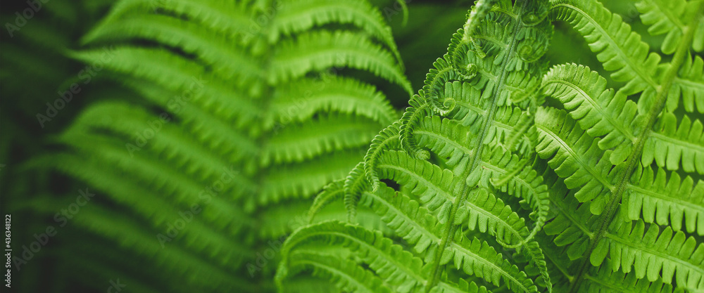 Forest fern in sunlight after rain. Can be used as background or wallpaper. Banner - obrazy, fototapety, plakaty 