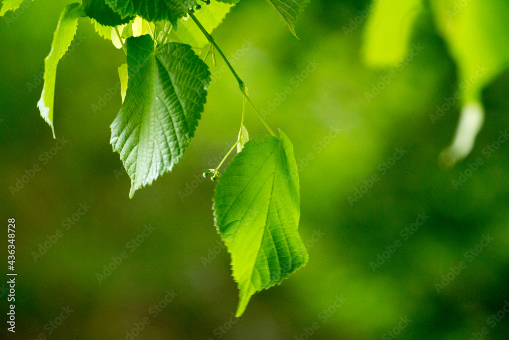 green linden leaves with linden flowers against the backdrop of green nature - obrazy, fototapety, plakaty 