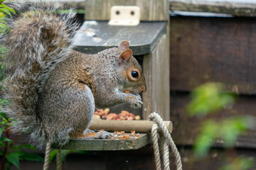 Wall Mural - Cute squirrel eating nuts in the garden