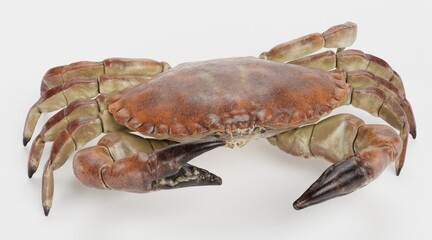 Wall Mural - Realistic 3D Render of Edible Crab