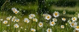 Fototapeta  - rain and daisy flowers - high speed photo