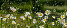 Rain And Daisy Flowers - High Speed Photo