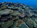 Fototapeta Do akwarium - Healthy Corals around Ishigaki island, Okinawa