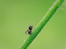 Selective Focus Shot Of An Ant On A Plant Stem On A Blurred Background