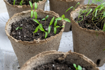 Young green parsley sprouts. Indoor gardening lifestyle.