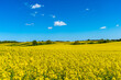 Yellow rapeseed field, in hilly landscape