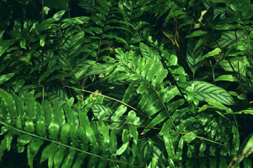 Wall Mural - green tropical leaves background. summer and nature concept.