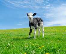 Little Calf Grazes On A Green Pasture Under A Blue Sky