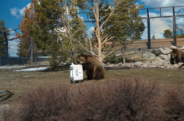 Sticker - Funny brown bear playing with an object in a park