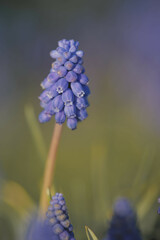 Sticker - Vertical shot of a growing Grape hyacinth plant