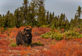muskox in canadian arctic