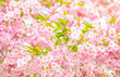 © Arcady - Cherry blossom, sakura spring background