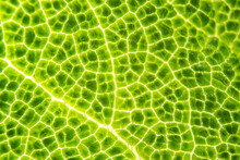 Backlit Macro Photography Of A Green Leaf. Natural Background