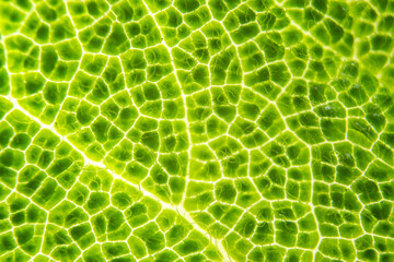 backlit macro photography of a green leaf. Natural background