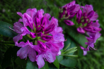 Wall Mural - Pink Rhododendron flowers in the garden