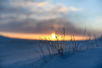 Wall Mural - Arctic landscape in winter time. Grass with ice and snow in tundra. Sunset.