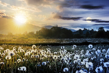 Wall Mural - day and night time change concept above dandelion field in rural landscape. beautiful nature scenery