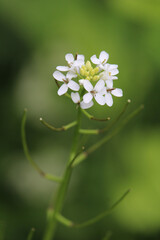 Wall Mural - closeup shot of a white thale cress on a blurred background