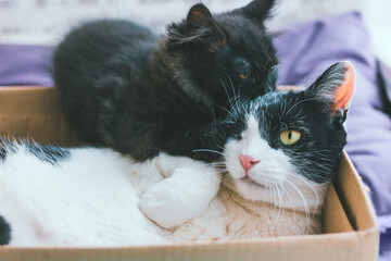 Small gray kitten plays or fights with black and white old cat that lies in a cardboard craft box in the house. Relationships between animals, raising a kitten