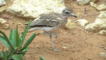 A Spotted Thick Knee (Burhinus Capensis) Standing In The Desert Sand. 