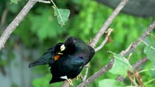 A Common Hill Myna (Gracula Religiosa), Hill Myna Or Myna Bird Perched On Branch