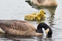 Canada Goose Family Baby