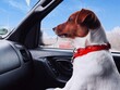 pies w samochodzie jrt Jack Russell Terrier dog in the car