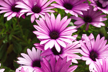Purple And Pink African Daisies (osteospermum) Blooming During Springtime