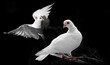 white pigeon in the dark
